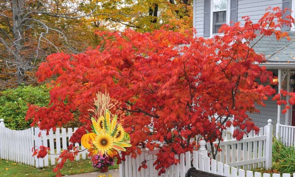 fall plant