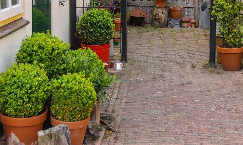  A Brightly-Colored Pot or Planter 