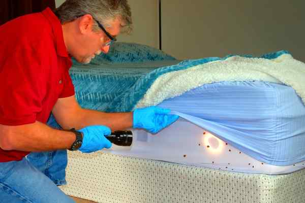 How to prepare for exterminator for bed bugs